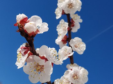 Öffnungszeiten Frühlingsferien